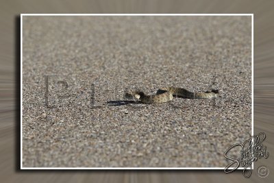 Prairie Rattlesnake 130593.jpg
