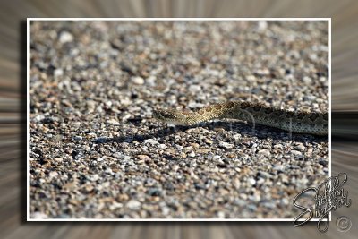 Prairie Rattlesnake 130602.jpg