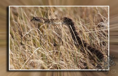 Prairie Rattlesnake 130611.jpg