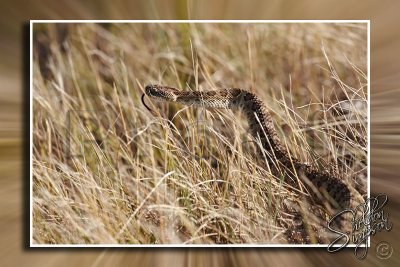 Prairie Rattlesnake 130612.jpg