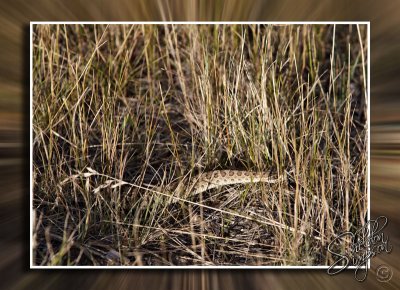 Prairie Rattlesnake 130613.jpg