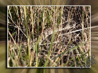 Prairie Rattlesnake 130629.jpg