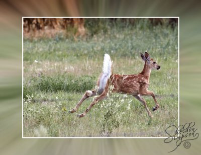 Deer Fawn Running 130035.jpg