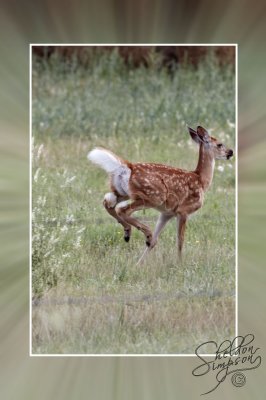 Deer Fawn Running 130036.jpg