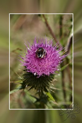 Bee on Flower _130313.jpg