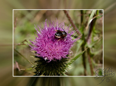 Bee on Flower _130318.jpg