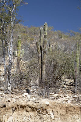04209_Baja_5D.jpg