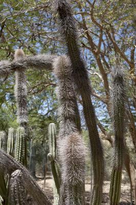 04251_Baja_5D.jpg