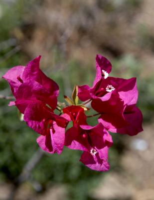 04267_Baja_5D.jpg