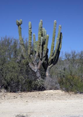 04314_Baja_5D.jpg