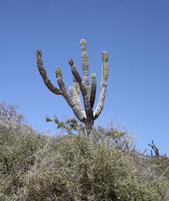 04555_Baja_5D.jpg