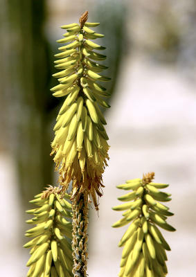 26605_Baja_1D.jpg