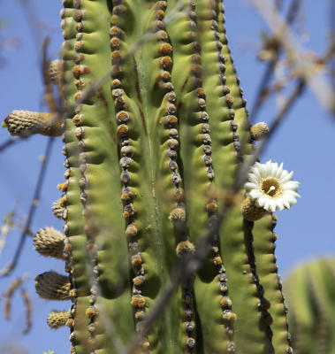 26986_Baja_1D.jpg