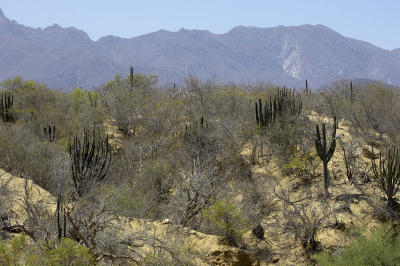 26989_Baja_1D.jpg