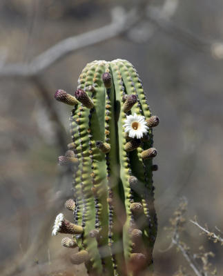 26992_Baja_1D.jpg