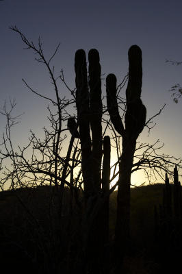 27039_Baja_1D.jpg
