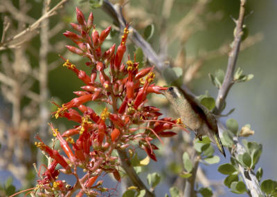 27080_Baja_1D.jpg