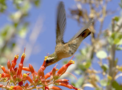 27082_Baja_1D.jpg