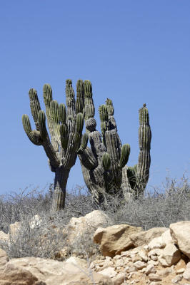 27283_Baja_1D.jpg