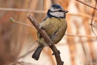 Blaumeise (Cyanistes caeruleus)