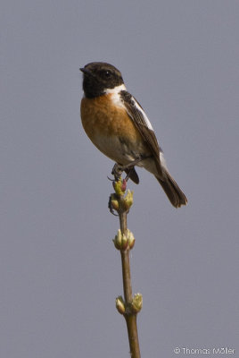 Schwarzkehlchen (Saxicola rubicola)