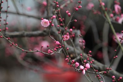 manip_IMG_1199.JPG