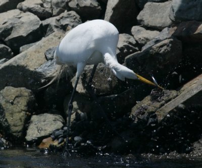 manip_IMG_7568-2.JPG