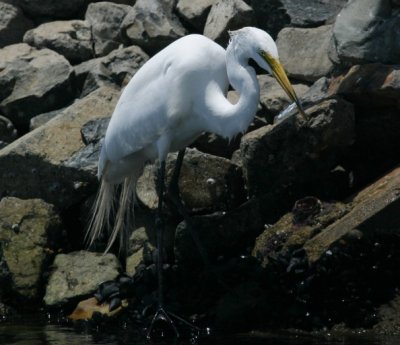 manip_IMG_7603-2.JPG