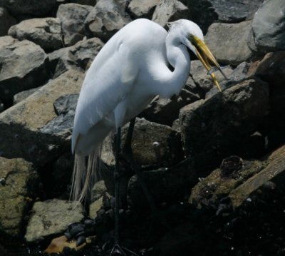 manip_IMG_7606-2.JPG