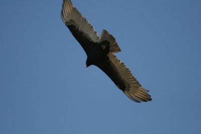 Turkey Vulture (ÍÁ¶úÆäͺӥ)