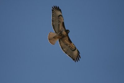 Northern Harrier (±±·½ÁÔÓ¥)