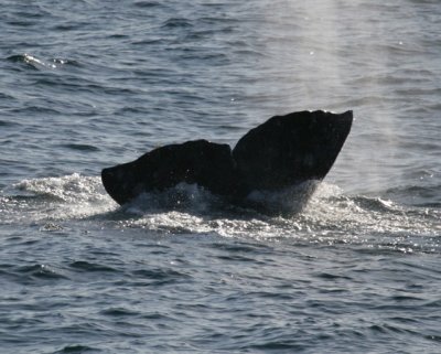manip_IMG_0384-2.JPG