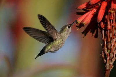 manip_IMG_9795.JPG