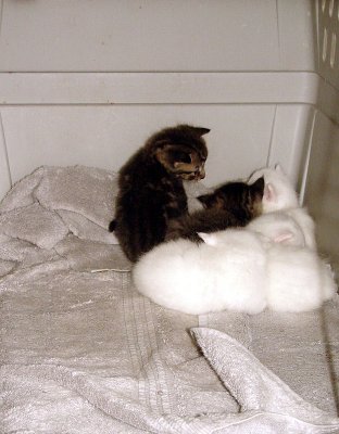 Pile o' Kittens