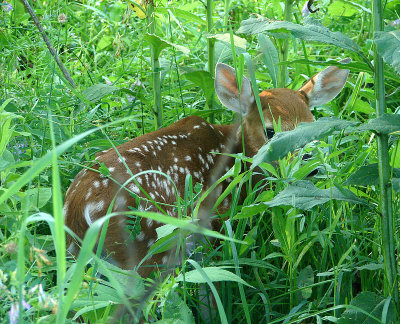 What Big Girl Saw Hiding in the Grass