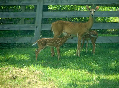 The Other Side of the Fence