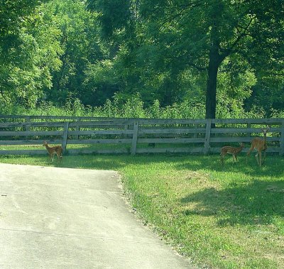 Brave Little Fawn