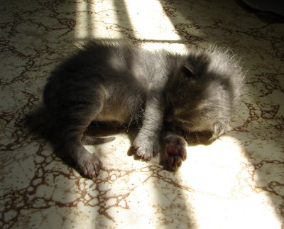 Napping ALONE in the Sun