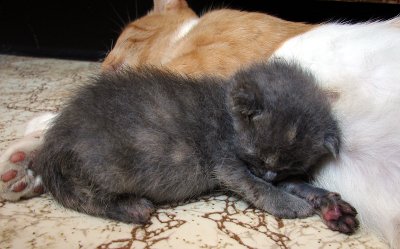 Napping With Mama