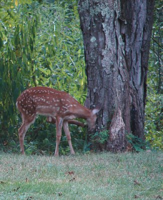 An Itch to Scratch