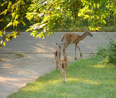 Headin' to the Creek