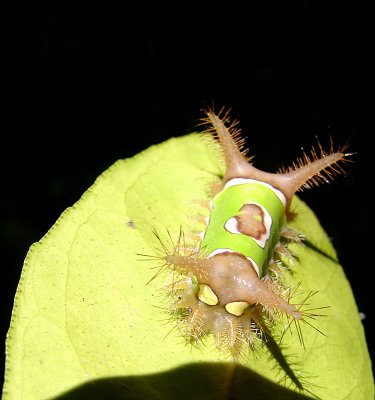 Related to the Porcupine?