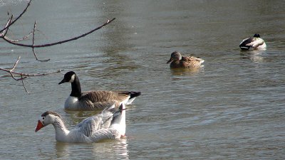Goose, Goose, Duck and Ducked