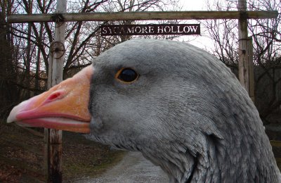the_goose_at_sycamore_hollow