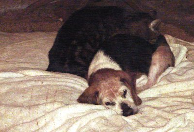 Beagle Body Pillow