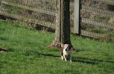 Little Dog In A Big Yard