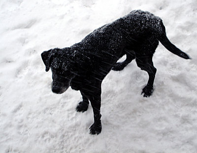 Black Dog in Blowinng Snow