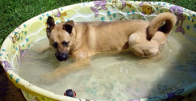 A Tennis Ball and A Pool