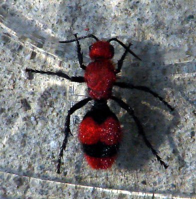 Velvet Bug