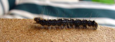 Hokey Pokey Worm